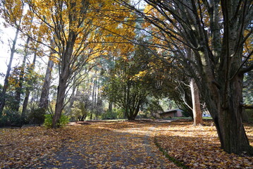 Naklejka premium autumn in the park