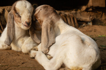 Obraz premium a young goat bumps its head while lying on the ground