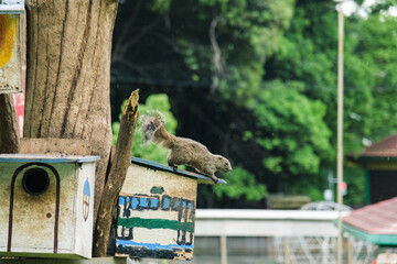 町田リス園のリス