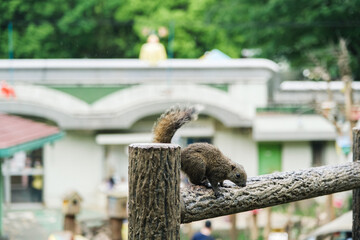 町田リス園のリス