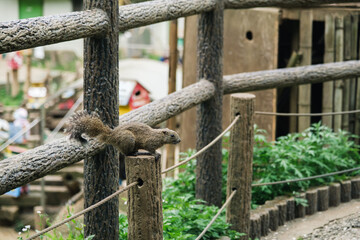 町田リス園のリス