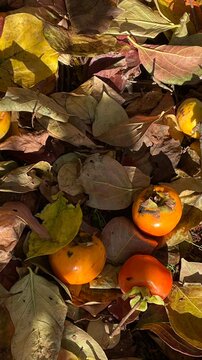 Autumn fruits (Persimmon)