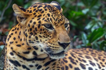 Lying leopard watching the surroundings.
