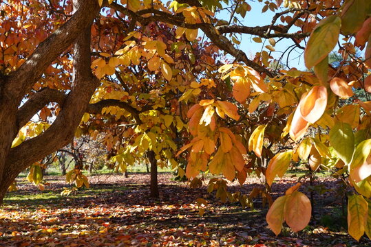 Persimmon tree in Autumn