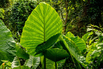 Alocasia macrorrhizos plants