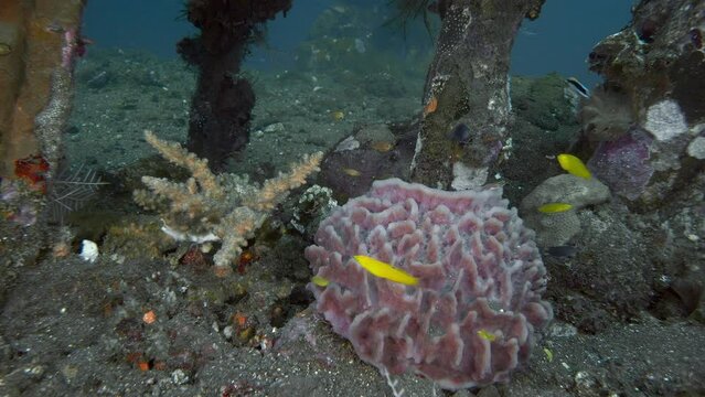 Xestospongia testudinaria (Barrel Sponge) grows on the rocky seabed next to an artificial reef and colorful tropical fish swim around it.