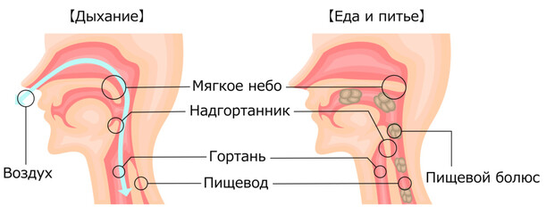 Obraz premium 飲食 呼吸 嚥下性無呼吸 イラスト ロシア語