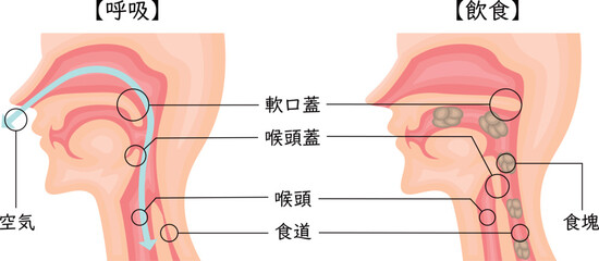 飲食　呼吸　嚥下性無呼吸　イラスト　日本語