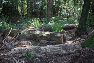 logs in forest