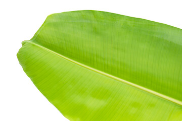 Banana leaves on white background.