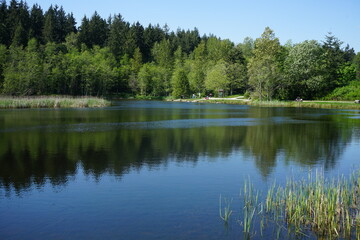 Fototapeta premium reflection of trees in the lake