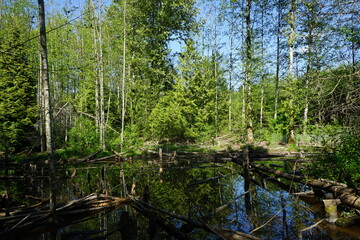 Obraz premium beaver habitat