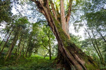 Natural forest of greenery lush tree