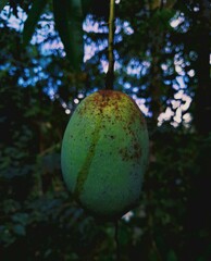 Beautyfull flowers , nature plant