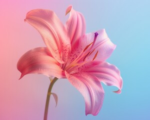 A sidelit pink lily, emphasizing its delicate form and texture, presented on a gradient backdrop of bubblegum pink and sky blue Leave a dedicated space in the center for text