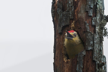 p&aacute;jaro carpintero en su nido