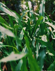 Beautyfull grass , nature plant