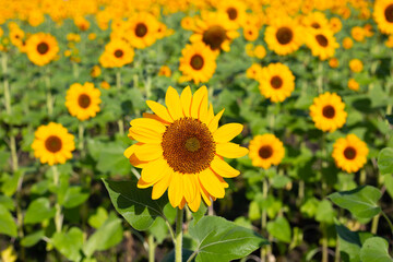 Fototapeta premium Sunflower field, Beautiful summer landscape.