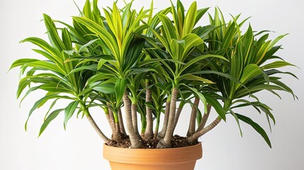 A lush green dragon tree plant in a brown flower pot on a white background.
