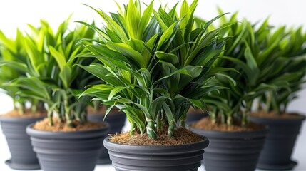 Obraz premium A lush green dragon tree plant in a black pot, with vibrant green leaves and a braided stem. The plant is placed in a bright, sunny location and is surrounded by other plants.