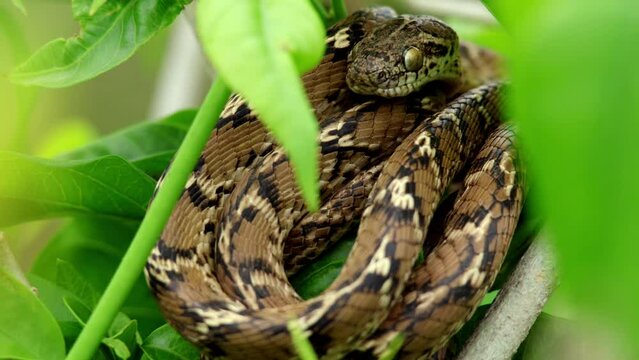 A mildly venomous common cat snake (Boiga trigonata) rests coiled on a leaf-littered forest floor during a warm summer morning.