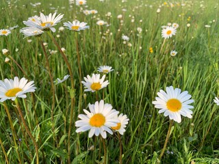 daisies in the grass