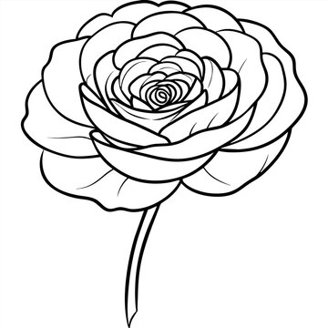 recommend clip art: Ranunculus flower outline illustration coloring book page design, Ranunculus flower black and white line art drawing coloring book pages for children and adults