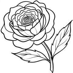 Ranunculus flower outline illustration coloring book page design, Ranunculus flower black and white line art drawing coloring book pages for children and adults