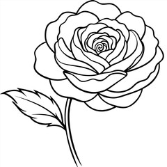 Ranunculus flower outline illustration coloring book page design, Ranunculus flower black and white line art drawing coloring book pages for children and adults