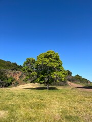 tree in the mountains