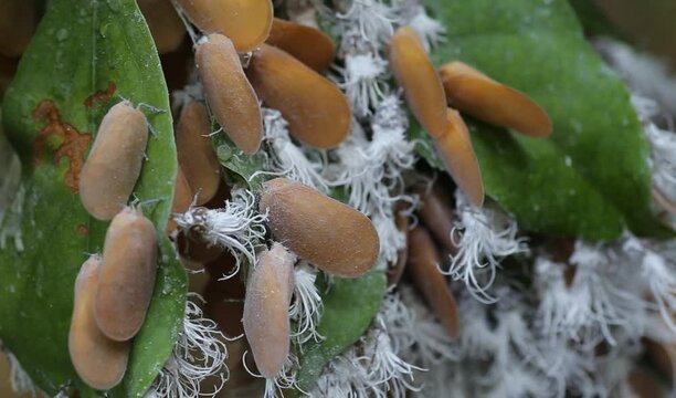 flat-winged planthopper It is in the family Flatidae, in the order Hemiptera.