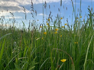 grass and sky