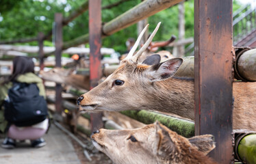 動物園の鹿、頭　deer head, at the zoo