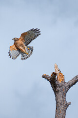Red-shouldered Hawk