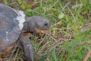 Gopher Tortoise