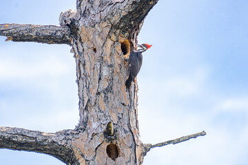 Pileated Woodpecker