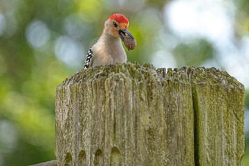 Red-bellied Woodpecker
