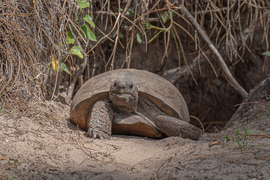 Gopher Tortoise