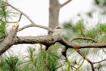 Great Grey Shrike
