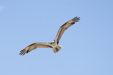 Osprey