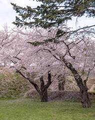 Peach blossom landscape in full bloom