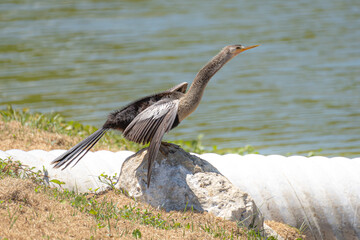 Anhinga