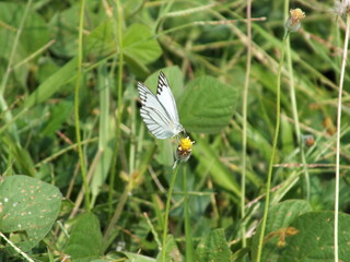 A white butterfly flies over a yellow flower