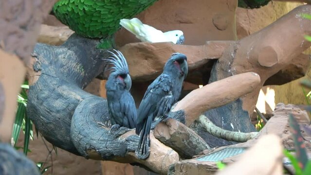 Two black palm cockatoos perched on a replica tree branch. The king cockatoo is one of the world's rarest birds, native to Papua, Indonesia. Slow-motion video.