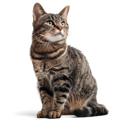 Fototapeta premium cat isolated on white