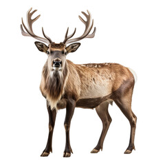 Fototapeta premium A large male deer with antlers stands in a field. The deer is looking at the camera.