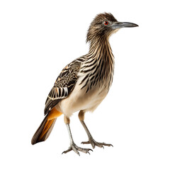 A roadrunner is a ground-dwelling bird found in the deserts of the southwestern United States and Mexico.