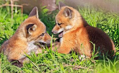 Portrait of young red foxes playing on the grass with green foreground, Canada