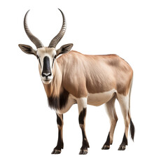 Obraz premium An image of an animal with long horns standing on a black background.