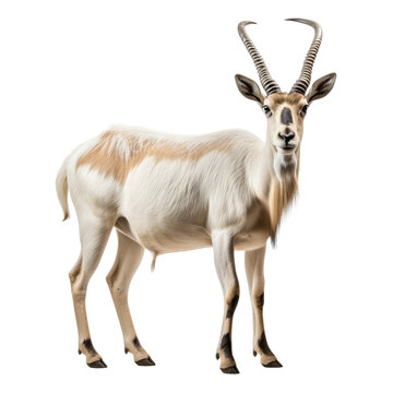 An addax, also known as the white antelope, is a large antelope native to the Sahara desert